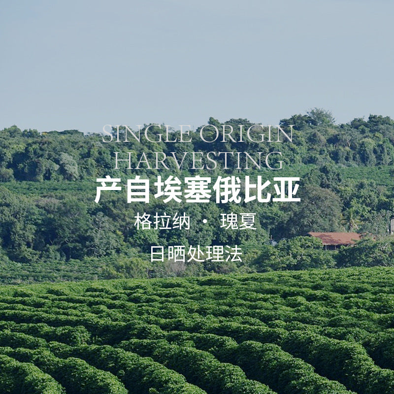 Cafe Geisha Arabico BLACK GEISHA ESTATE SOE de Etiopia, tratado al sol, G1 Granos de espresso de tueste medio 500g