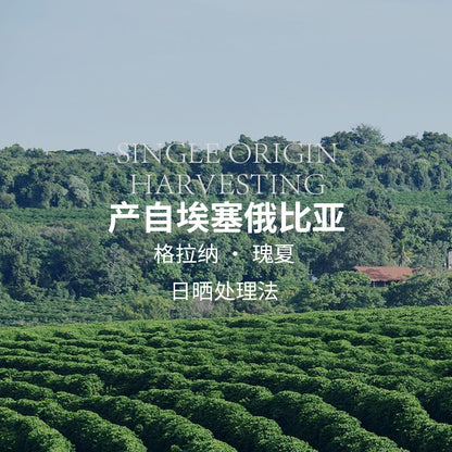 Cafe Geisha Arabico BLACK GEISHA ESTATE SOE de Etiopia, tratado al sol, G1 Granos de espresso de tueste medio 500g