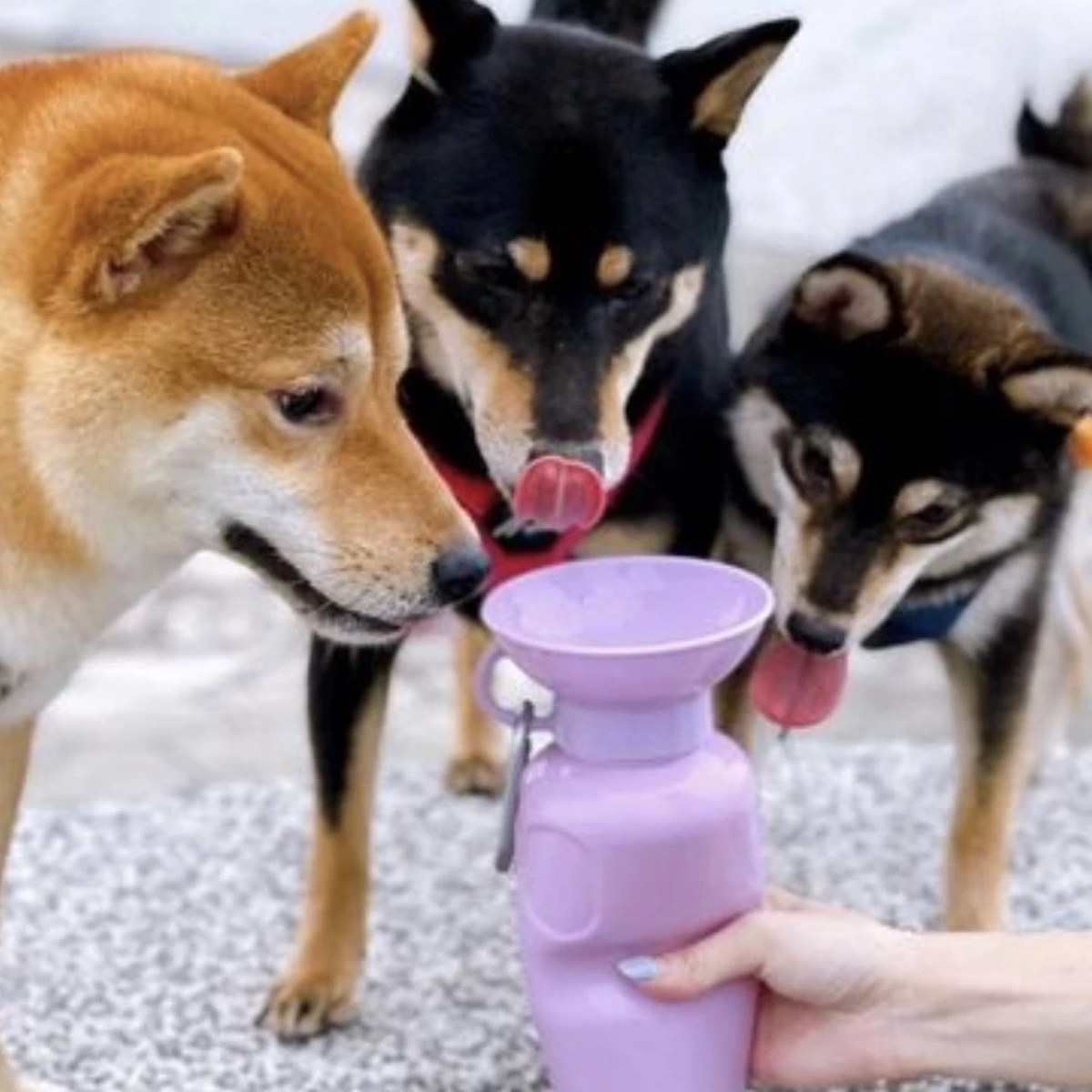 Botella de agua portátil Springer para pasear a tu perro (450 a 1300 ml)